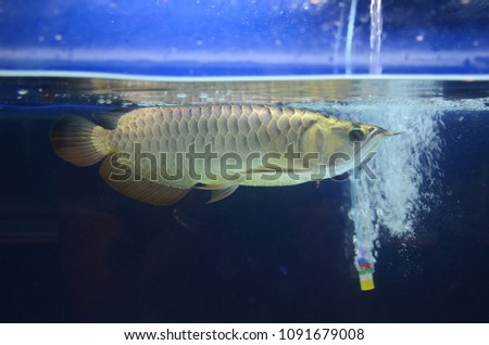 The Asian arowana comprises several phenotypic varieties of freshwater fish distributed geographically across Southeast Asia