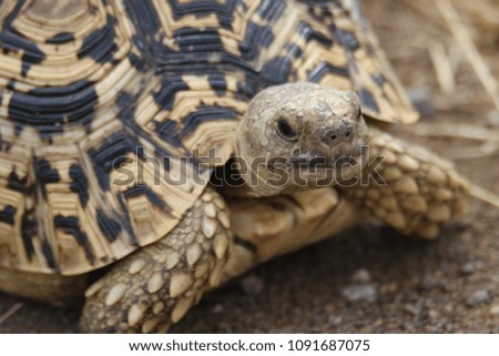 Leopard tortoise on the move