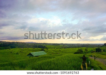banyuwangi rice terrace which locate in bali Indonesia.- 04/04/2018