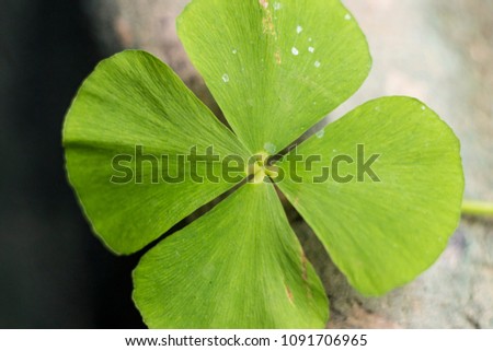 Four-leafed clover, a symbol of happiness and luck. St.Patrick 's Day.
