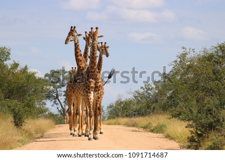 Group of Giraffes walking down a dirt road in Kruger national park. Royalty-Free Stock Photo #1091714687