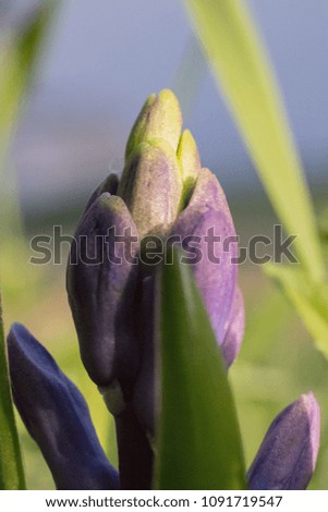 spring blue flowers in warm sunshine large macro closeup