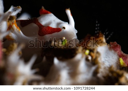 clown Frogfish is hiding behind sponge waiting prey swim pass