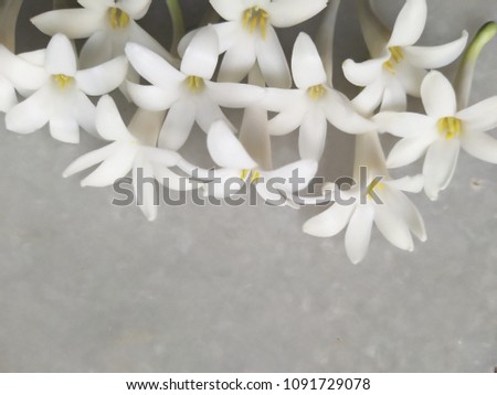 lily flowers isolated on marble