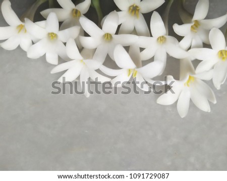 lily flowers isolated on marble