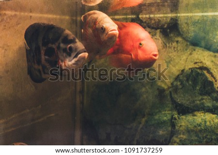 Colorful fishes in an aquarium.
