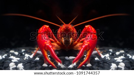 The Super Red Crayfish show power in the fish tank and black background.It's very strong Crayfish on the black stone in the water.