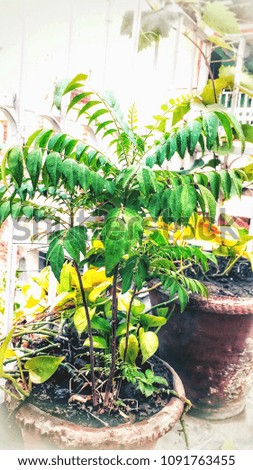 This image of Kari leaf plant. This plant is very beautiful in the morning time in Delhi.