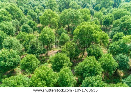 Aerial view of the green forest