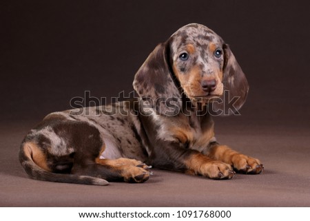 Funny Dachshund puppy lying on a brown background