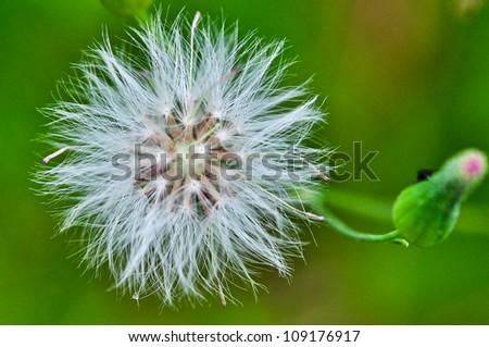 dandelion in close-up view