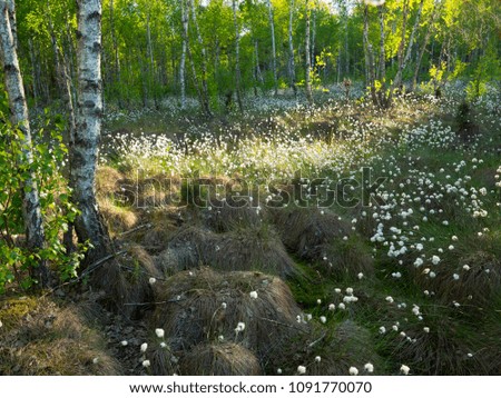 Blossoming cotton wool (Eriophorum) in the Biebrza Marshes