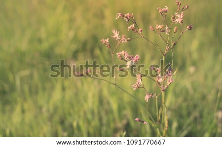 Closeup photo of wildflowers in the field