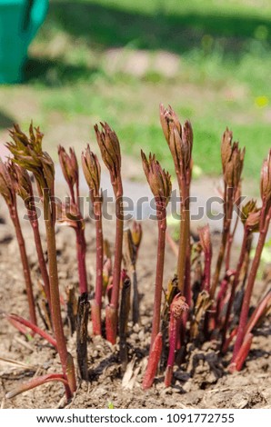 Background of peony sprouts in the forest. Macro. Early spring shoots of the peony as the background or greeting cards. Growing peony. Young sprout with leaves. Seedlings of peonies