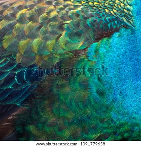 Closeup peacock feathers ,Beautiful Green peafowl Royalty-Free Stock Photo #1091779658