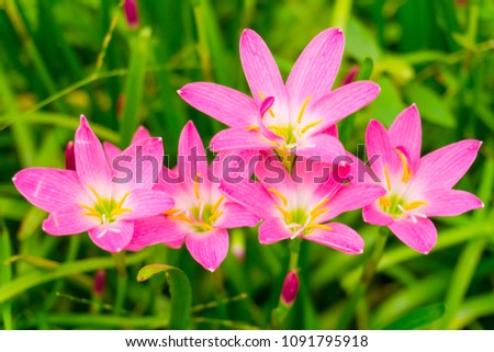Beautiful little pink Rain lily petals on fresh green linear leaf,  pretty tiny vivid corolla blooming under morning sunlight, petite ground cover plant for landscape, called in Rain Flower, top view