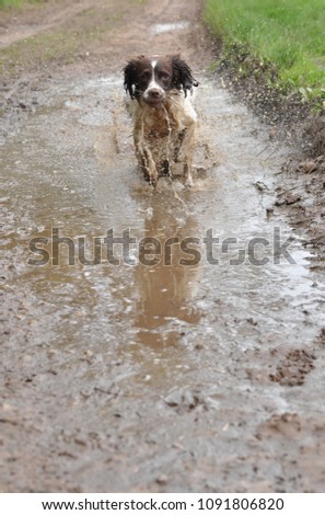 Wet Spaniel running towards camera through a large puddle of water.