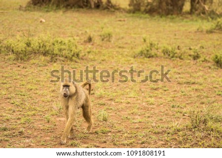 Four-legged baboon in savannah at Amboseli Park in northwestern Kenya