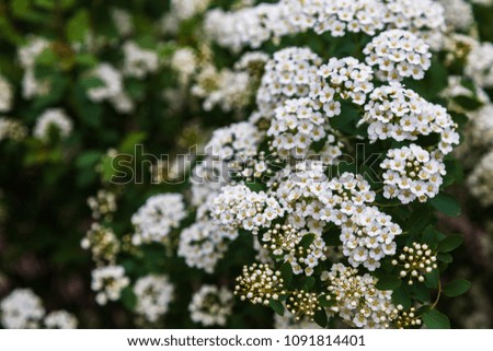 forest background of flowers and grass