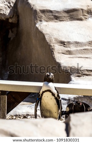 Penguin at rest