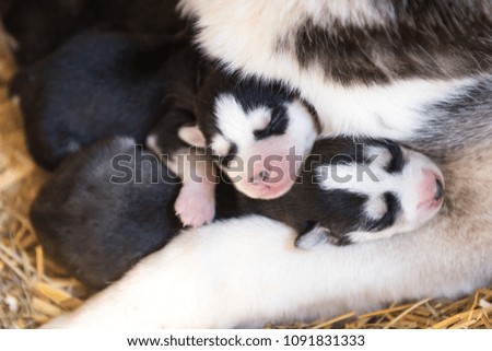 Husky with blue eyes feeds the puppies.