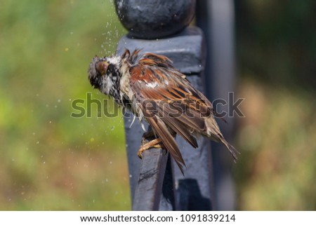 Sparrow sitting on a fence shakes off after bathing in a pool. Birds