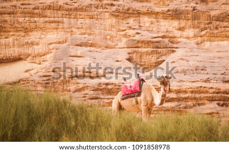 The camels in Wadi Rum Desert, Jordan.