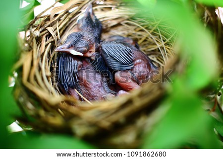 Newborn Bird Babies In Robin Nest - Closeup look inside of a robin's bird nest with 2 newborn baby birds sleeping peacefully, THAILAND robin wildlife stock photo.
