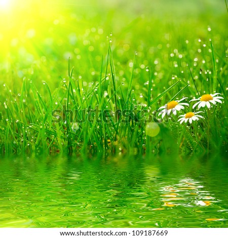 green grass on the water
