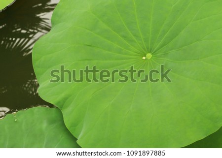Lotus leaf on the water for background and design art work.
