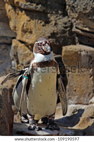Humboldt Penguin or Speniscus Humboldti