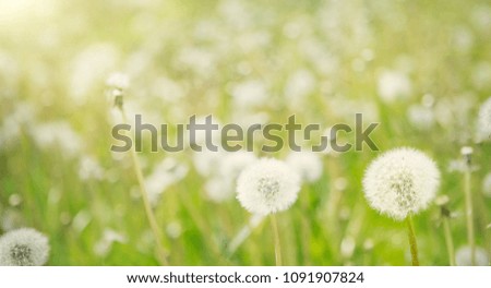 Nature Spring Background with white fluffy dandelion flowers. Scenic landscape with growing dandelions Flowers in Spring sunny day. Natural Wide angle Horizontal Wallpaper With Copy Space