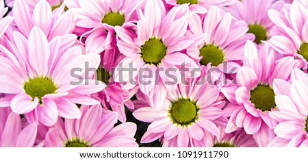 

Pink flowers with the dark yellow center arrangement in the garden. Beautiful flower option to plant in the garden or backyard and lawn to give a exotic look. 