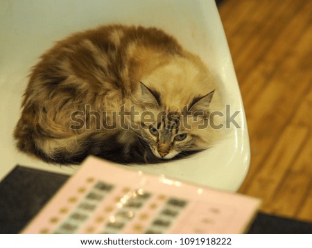 Cat sleeping on the white chair.