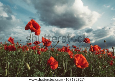Poppies under the blue sky with clouds