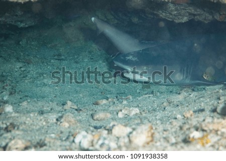 white tip reef sharks hiding in a cave