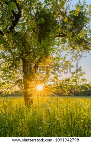 Tree at sunset, Germany, Europe