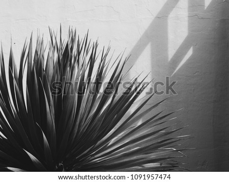 Beautiful yucca plant near old white stone wall. Shadows on the wall on sunny day. Black and white