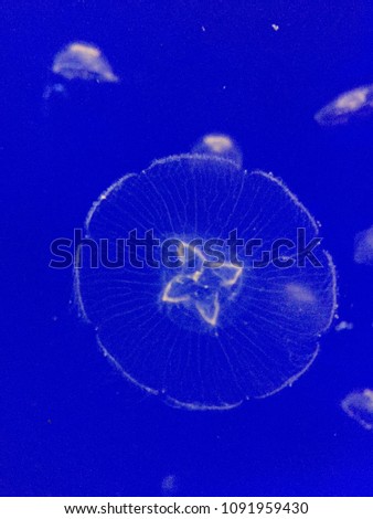 moon jellyfish or moon jelly or Aurelia aurita with a blue blackground underwater  copy space duotone stock, photo, photograph, picture, image