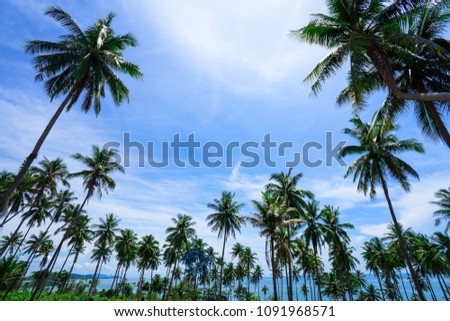 Palm trees on blue sky background . travel, summer, vacation and tropical beach . coconut palm trees .