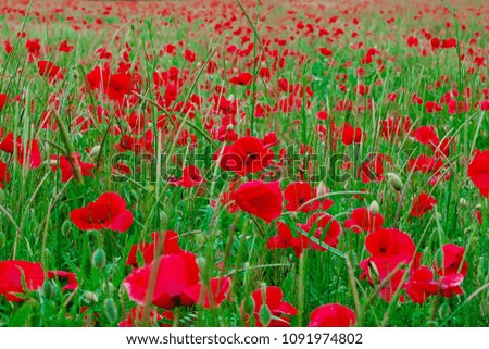 A field of red poppies on a Sunny day.  Red poppy closeup.  Natural background.