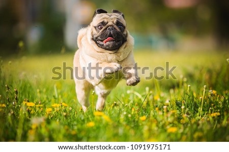 dog, pug, animal, puppy, pet, canine, cute, breed, bulldog, white, isolated, grass, portrait, pets, mammal, purebred, mops, small, sitting, brown, adorable, funny, pedigree, domestic, friend, happy pu Royalty-Free Stock Photo #1091975171