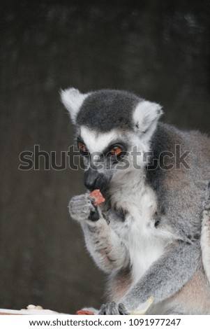 Ring-tailed Lemur monkey with orange eyes portrait stock, photo, photograph, picture, image