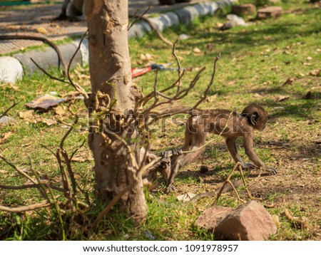 Wild Langur Monkey baby kid playing in park