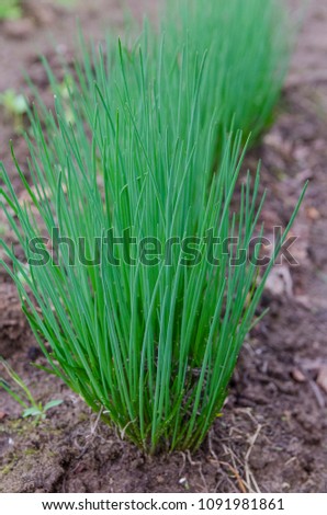fresh and young chives in a spring garden Royalty-Free Stock Photo #1091981861