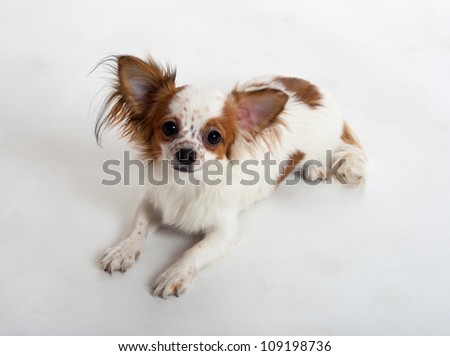 Portrait of the Chihuahua on a white background