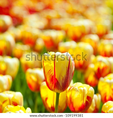 Yellow tulips field