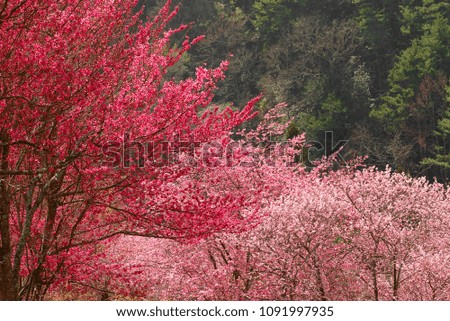 Pink Lady Cherry Blossoms in Taiwan