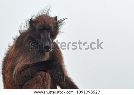 Chacma Baboon at Cape of Good Hope Nature Reserve, Cape Town, South Africa