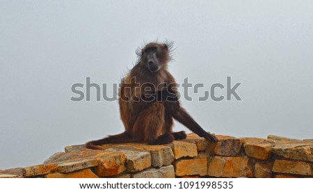 Chacma Baboon at Cape of Good Hope Nature Reserve, Cape Town, South Africa